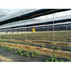 連棟薄膜溫室大棚 品質鑄就農業新未來，立即在線咨詢！